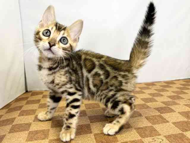 愛媛県のベンガル (ひごペットフレンドリーエミフルMASAKI店/2026年2月21日生まれ/男の子/ブラウンスポットタビー)の子猫の3枚目の画像