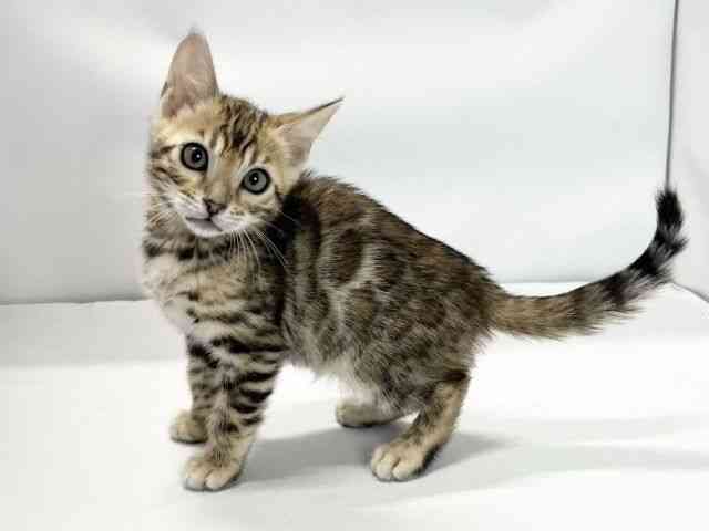 愛媛県のベンガル (ひごペットフレンドリーイオンモール今治新都市店/2026年2月21日生まれ/女の子/ブラウンスポットタビー)の子猫の3枚目の画像