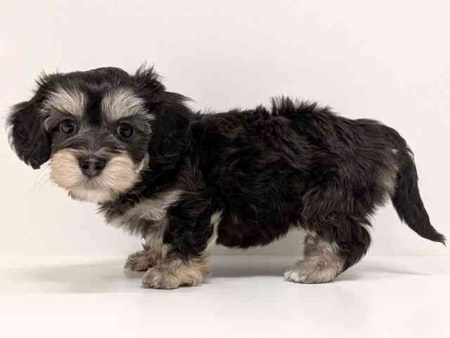 福岡県のマルックス(マルチーズ×ダックス) (ひごペットフレンドリーリバーウォーク北九州店/2026年2月21日生まれ/女の子/チョコレートタン)の子犬の3枚目の画像