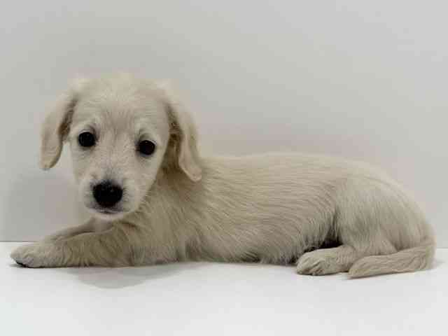 広島県のミニチュアダックスフンド(ロング) (ひごペットフレンドリーフジグラン神辺店/2026年2月21日生まれ/女の子/イエロー)の子犬の3枚目の画像