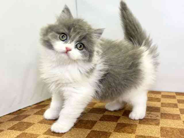 愛媛県のブリティッシュロングヘアー (ひごペットフレンドリーエミフルMASAKI店/2026年2月14日生まれ/男の子/ブルータビーホワイト)の子猫の3枚目の画像