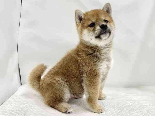 高知県の柴犬(標準サイズ) (ひごペットフレンドリーイオンモール高知店/2026年2月21日生まれ/男の子/赤)の子犬の3枚目の画像