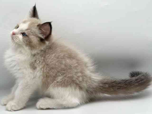 香川県のラグドール (ひごペットフレンドリーゆめタウン高松店/2026年2月16日生まれ/男の子/シールポイントバイカラー)の子猫の3枚目の画像