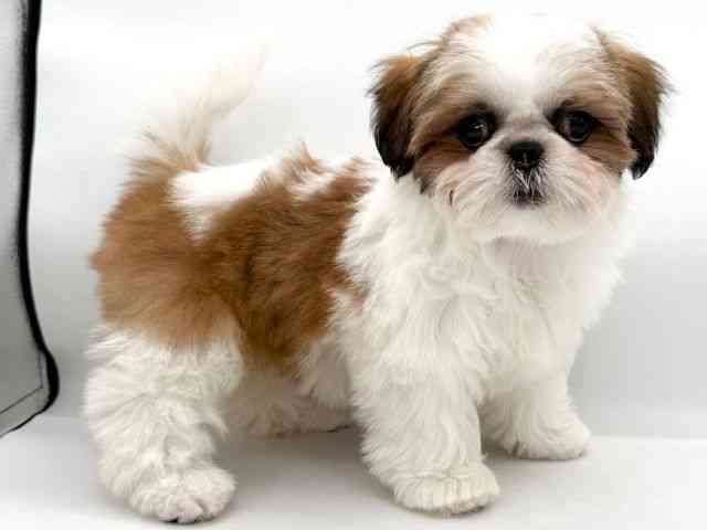 大阪府のシーズー (ひごペットフレンドリーイオンそよら海老江店/2026年1月26日生まれ/女の子/ホワイトゴールド)の子犬の3枚目の画像