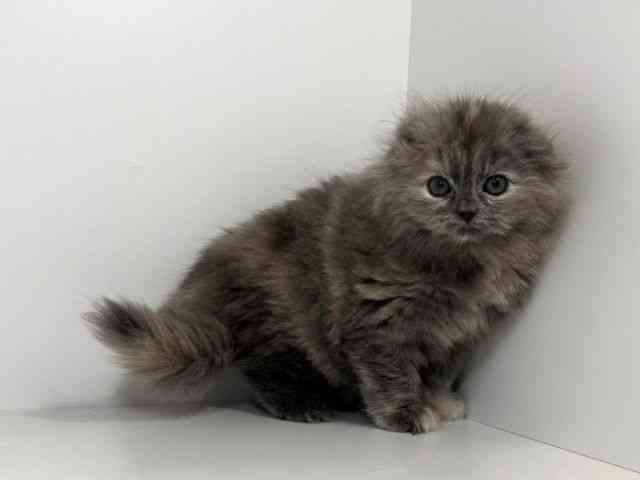 兵庫県のスコティッシュフォールド (ひごペットフレンドリーイトーヨーカドー明石店/2026年2月20日生まれ/女の子/ブルークリーム)の子猫の3枚目の画像