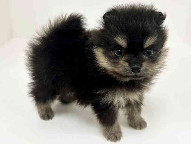 愛知県のポメラニアン (ひごペットフレンドリーイトーヨーカドー知多店/2026年2月8日生まれ/女の子/ブラックタン)の子犬の3枚目の画像