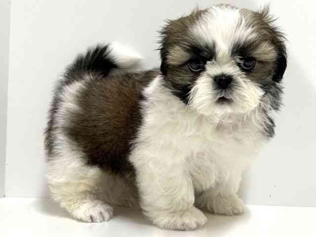 奈良県のシーズー (ひごペットフレンドリーイオンモール橿原ウエスト・ビレッジ店/2026年2月19日生まれ/男の子/ホワイトゴールド)の子犬の3枚目の画像