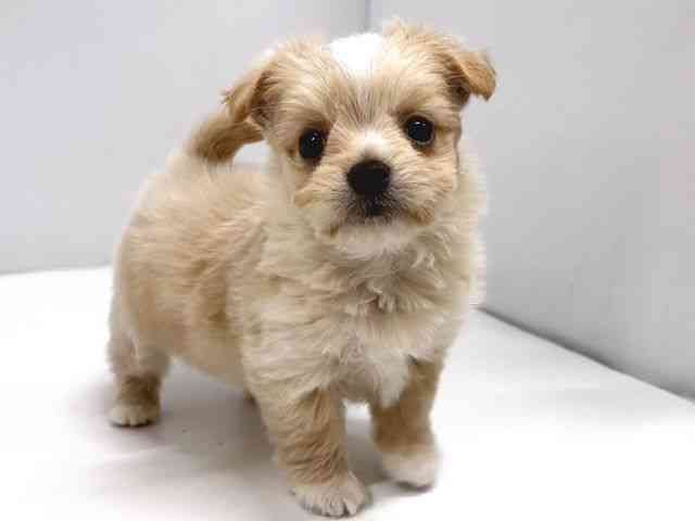 奈良県のチワマル/マルチワ(チワワ×マルチーズ) (ひごペットフレンドリー奈良パワーシティ店/2026年2月20日生まれ/男の子/クリーム)の子犬の3枚目の画像