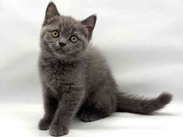 大阪府のブリティッシュショートヘアー (ひごペットフレンドリー東淀川店/2026年2月21日生まれ/男の子/ブルー)の子猫の3枚目の画像