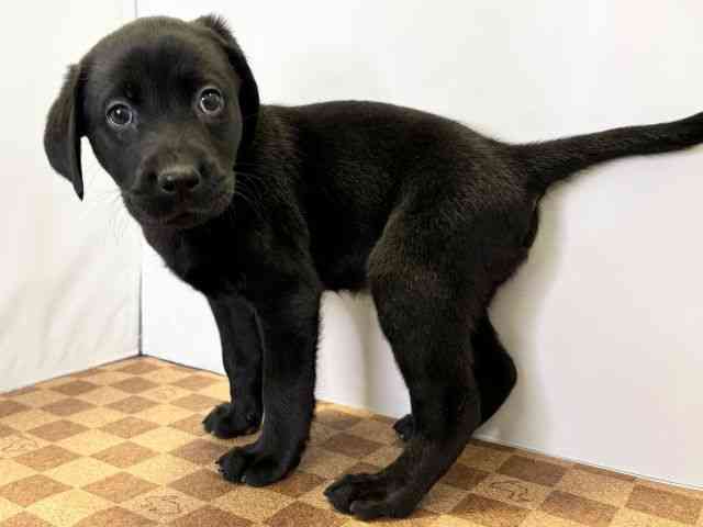 愛媛県のラブラドールレトリーバー (ひごペットフレンドリーエミフルMASAKI店/2026年2月20日生まれ/女の子/ブラック)の子犬の3枚目の画像
