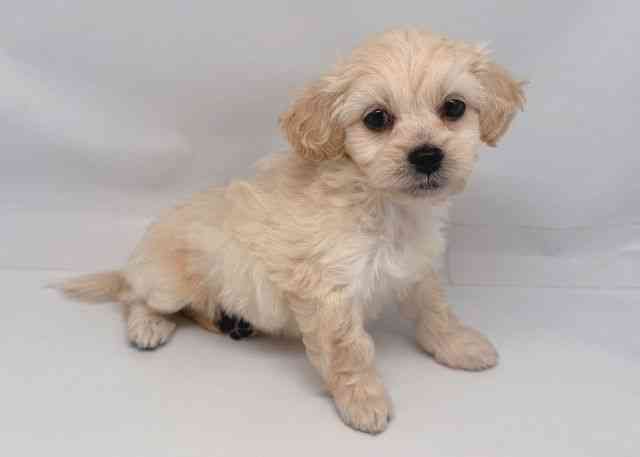 鳥取県のペキプー(ペキニーズ×プードル) (ひごペットフレンドリーイオンモール鳥取北店/2026年2月21日生まれ/男の子/クリーム)の子犬の3枚目の画像