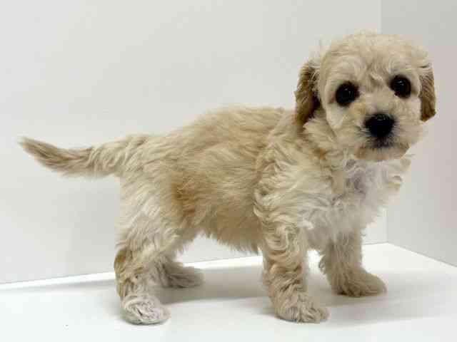 大阪府のペキプー(ペキニーズ×プードル) (ひごペットフレンドリーくずはモール店/2026年2月21日生まれ/女の子/クリーム)の子犬の3枚目の画像