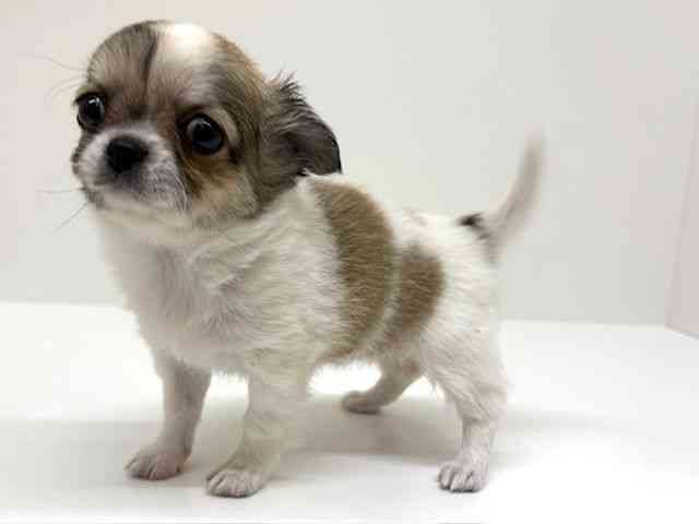 兵庫県のチワワ(ロング) (ひごペットフレンドリーブルメールHAT神戸店/2026年2月20日生まれ/女の子/フォーンホワイト)の子犬の3枚目の画像