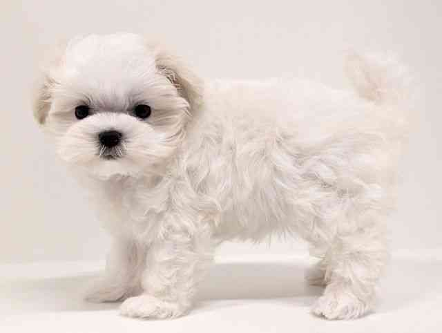 福岡県のマルチーズ (ひごペットフレンドリーリバーウォーク北九州店/2026年2月19日生まれ/女の子/ホワイト)の子犬の3枚目の画像