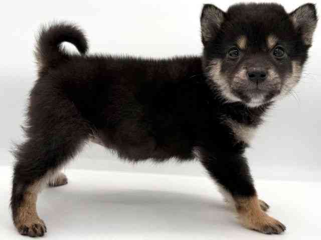 大阪府の柴犬(標準サイズ) (ひごペットフレンドリーイオンそよら海老江店/2026年2月21日生まれ/女の子/黒)の子犬の3枚目の画像