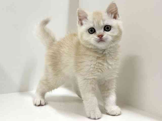 奈良県のブリティッシュショートヘアー (ひごペットフレンドリーイオンモール橿原ウエスト・ビレッジ店/2026年2月18日生まれ/男の子/ライラックシェーデッドゴールデン)の子猫の3枚目の画像