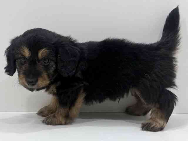 広島県のダップー(ダックス×プードル) (ひごペットフレンドリーフジグラン神辺店/2026年2月21日生まれ/男の子/ブラックタン)の子犬の3枚目の画像