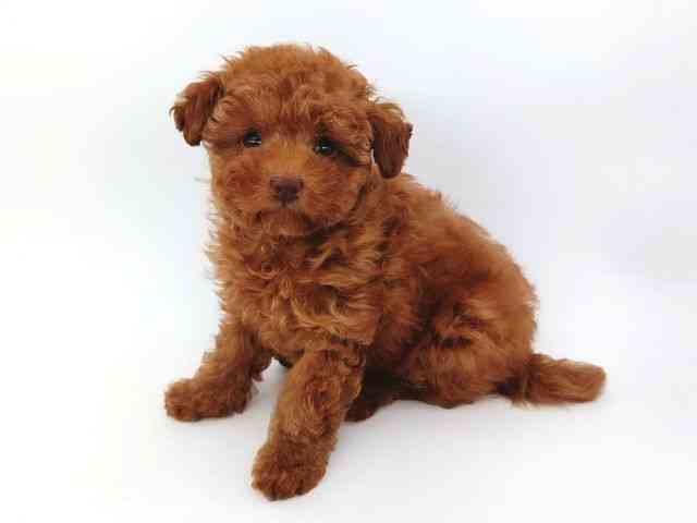 大阪府のトイプードル(トイ) (ひごペットフレンドリー泉ヶ丘店/2026年2月20日生まれ/男の子/レッドフォーン)の子犬の3枚目の画像