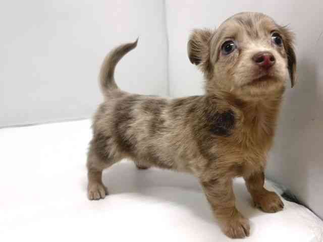 奈良県のチワックス(チワワ×ダックス) (ひごペットフレンドリー奈良パワーシティ店/2026年2月20日生まれ/女の子/イザベラマール)の子犬の3枚目の画像