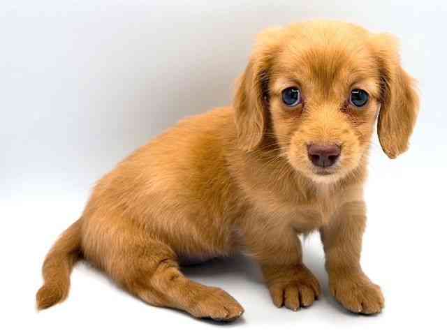 奈良県のミニチュアダックスフンド(ロング) (ひごペットフレンドリー田原本店/2026年2月22日生まれ/女の子/ゴールド)の子犬の3枚目の画像