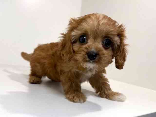 兵庫県のキャバプー(キャバリア×プードル) (ひごペットフレンドリーイトーヨーカドー明石店/2026年2月21日生まれ/女の子/レッド)の子犬の3枚目の画像