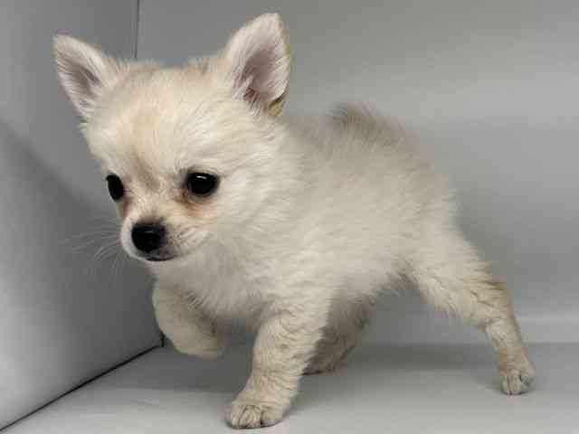 徳島県のポメチワ/チワポメ/ポメチー(ポメラニアン×チワワ) (ひごペットフレンドリーゆめタウン徳島店/2026年2月21日生まれ/女の子/クリーム)の子犬の3枚目の画像