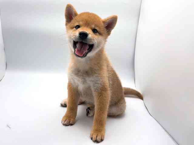 奈良県の柴犬(標準サイズ) (ひごペットフレンドリー田原本店/2026年2月22日生まれ/男の子/赤)の子犬の3枚目の画像