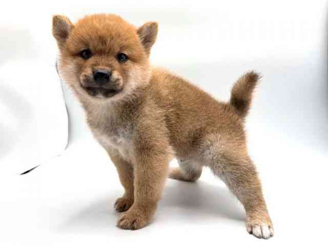 奈良県の柴犬(標準サイズ) (ひごペットフレンドリー田原本店/2026年2月22日生まれ/男の子/赤)の子犬の3枚目の画像