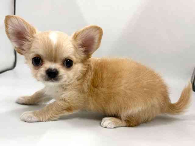 京都府のチワワ(ロング) (ひごペットフレンドリー京都店/2026年2月14日生まれ/男の子/ゴールドホワイト)の子犬の3枚目の画像