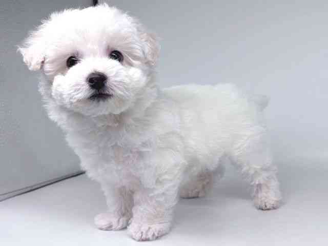 大阪府のビションフリーゼ (ひごペットフレンドリー瓜破店/2026年2月20日生まれ/男の子/ホワイト)の子犬の3枚目の画像