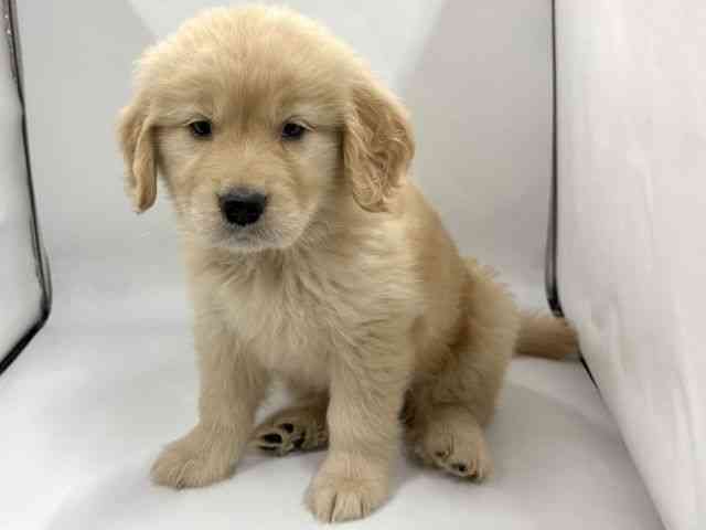 京都府のゴールデンレトリバー (ひごペットフレンドリー京都店/2026年2月22日生まれ/女の子/ゴールデン)の子犬の3枚目の画像