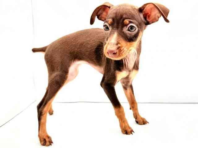 兵庫県のミニチュアピンシャー (ひごペットフレンドリークラウンパーク伊丹店/2026年2月16日生まれ/女の子/チョコレートタン)の子犬の3枚目の画像