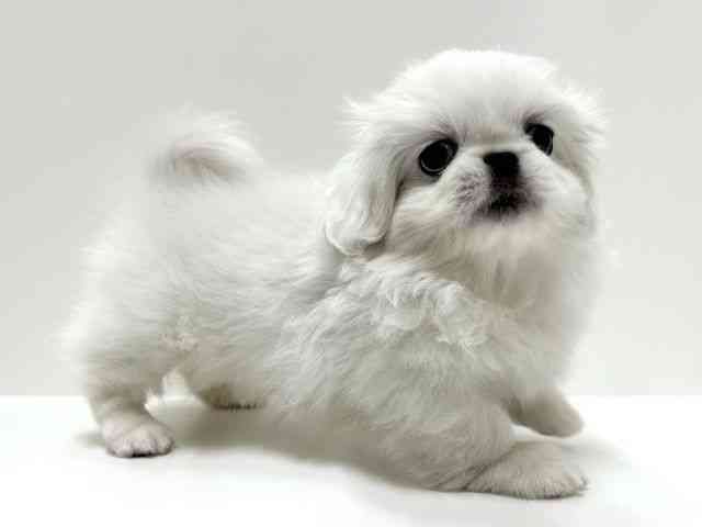 愛知県のペキニーズ (ひごペットフレンドリーららぽーと名古屋みなとアクルス店/2026年2月20日生まれ/女の子/ホワイト)の子犬の3枚目の画像