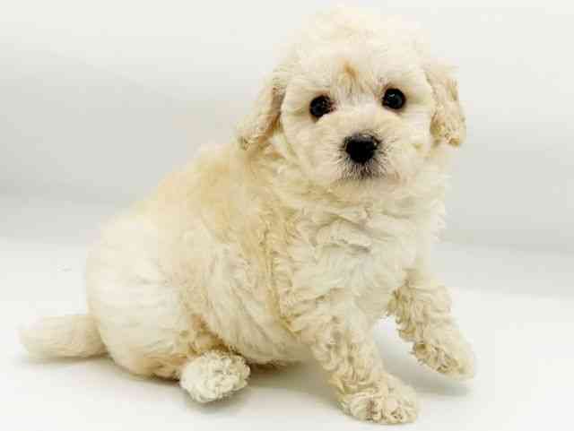 兵庫県のトイプードル(トイ) (ひごペットフレンドリーコロワ甲子園店/2026年2月18日生まれ/男の子/ペールフォーン)の子犬の3枚目の画像