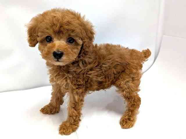 広島県のトイプードル(トイ) (ひごペットフレンドリーゆめタウン廿日市店/2026年2月20日生まれ/男の子/レッドフォーン)の子犬の3枚目の画像