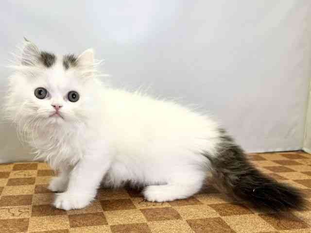 愛媛県のスコティッシュフォールド (ひごペットフレンドリーエミフルMASAKI店/2026年2月22日生まれ/男の子/ブラウンタビーホワイト)の子猫の3枚目の画像