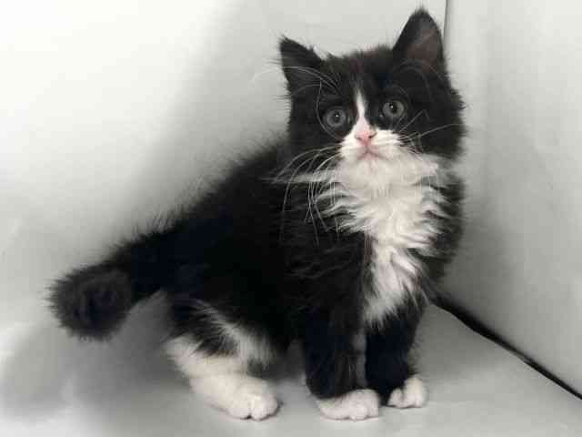 京都府のスコティッシュフォールド (ひごペットフレンドリー京都店/2026年2月21日生まれ/男の子/ブラックホワイト)の子猫の3枚目の画像