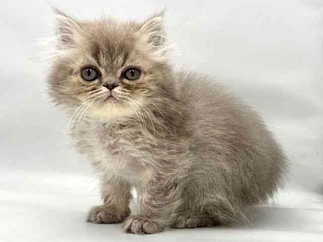 大阪府のエキゾチック (ひごペットフレンドリー東淀川店/2026年2月15日生まれ/女の子/ブルータビー)の子猫の3枚目の画像