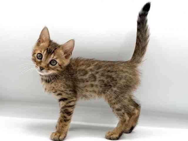 愛知県のベンガル (ひごペットフレンドリープライムツリー赤池店/2026年2月20日生まれ/男の子/ブラウンスポットタビー)の子猫の3枚目の画像