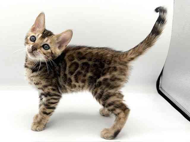 京都府のベンガル (ひごペットフレンドリーイオンモール高の原店/2026年2月22日生まれ/女の子/ブラウンスポットタビー)の子猫の3枚目の画像