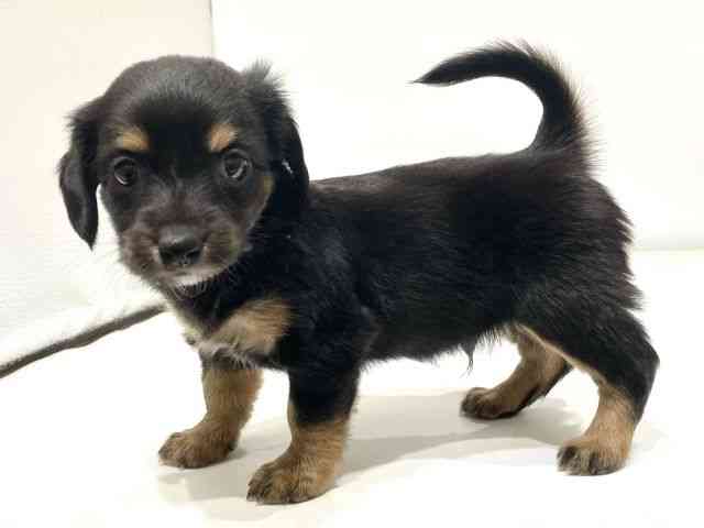 愛知県のチワックス(チワワ×ダックス) (ひごペットフレンドリーヴィアモール アピタ江南西店/2026年2月21日生まれ/男の子/ブラックタン)の子犬の3枚目の画像