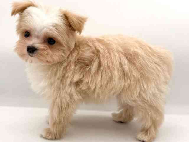 大阪府のマルプー(マルチーズ×プードル) (ひごペットフレンドリーイオンそよら海老江店/2026年2月20日生まれ/男の子/クリーム)の子犬の3枚目の画像