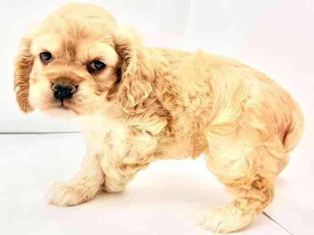 兵庫県のアメリカンコッカースパニエル (ひごペットフレンドリークラウンパーク伊丹店/2026年2月22日生まれ/女の子/バフ)の子犬の3枚目の画像