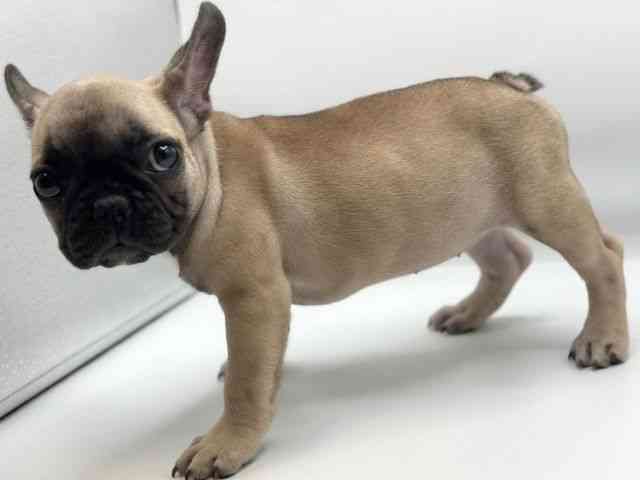 香川県のフレンチブルドッグ (ひごペットフレンドリーゆめタウン高松店/2026年2月21日生まれ/女の子/フォーンホワイト)の子犬の3枚目の画像