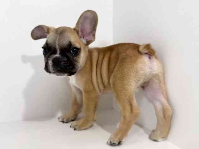 兵庫県のフレンチブルドッグ (ひごペットフレンドリーイトーヨーカドー明石店/2026年2月21日生まれ/男の子/フォーンホワイト)の子犬の3枚目の画像