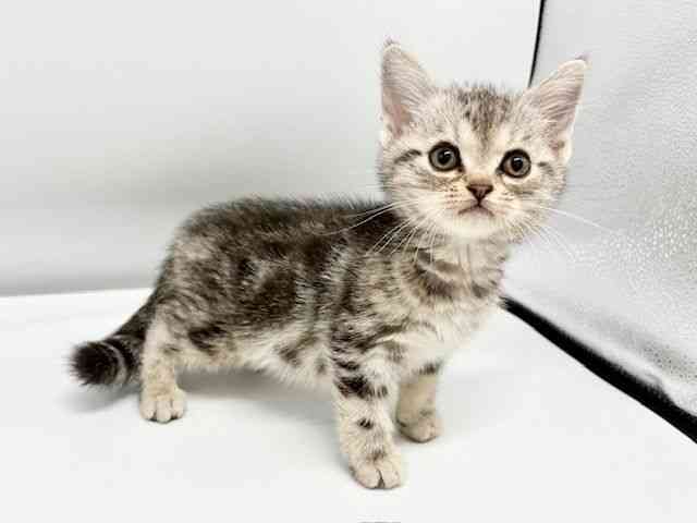 大阪府のアメリカンショートヘアー (ひごペットフレンドリーイオンタウン豊中庄内店/2026年2月18日生まれ/女の子/シルバータビー)の子猫の3枚目の画像