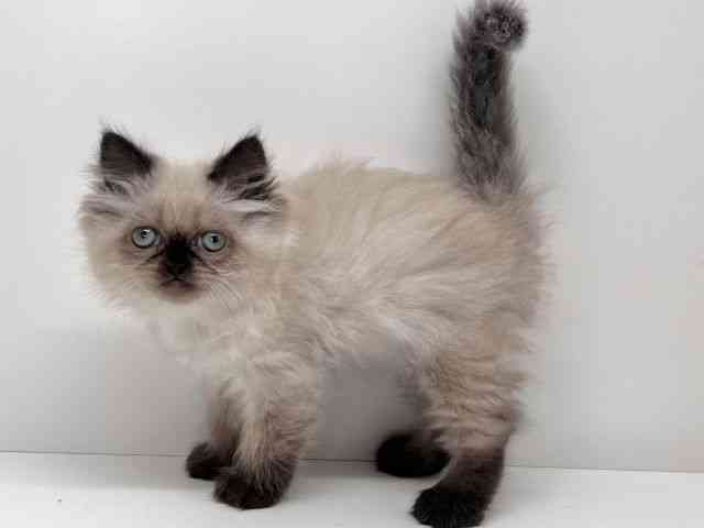 京都府のヒマラヤン (ひごペットフレンドリーイズミヤショッピングセンター八幡店/2026年2月20日生まれ/女の子/シールポイント)の子猫の3枚目の画像