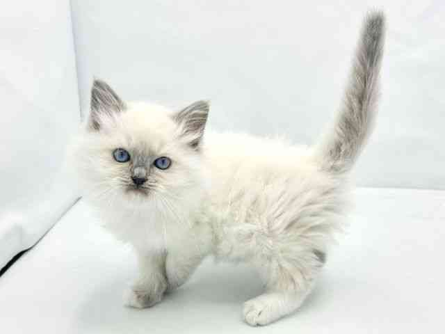 大阪府のラグドール (ひごペットフレンドリーイトーヨーカドー津久野店/2026年2月22日生まれ/男の子/ブルーポイントミテッド)の子猫の3枚目の画像