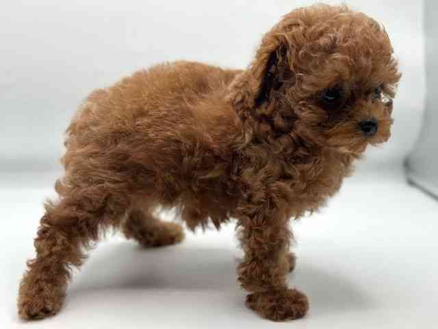 香川県のトイプードル(トイ) (ひごペットフレンドリーゆめタウン高松店/2026年2月21日生まれ/女の子/レッドフォーン)の子犬の3枚目の画像