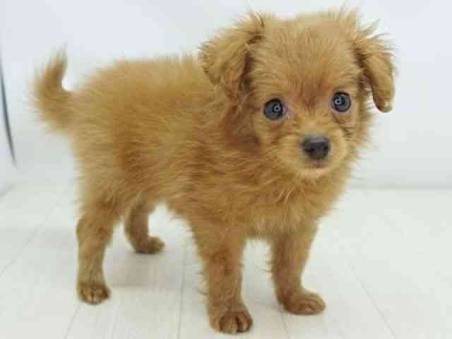 福岡県のポメプー(ポメラニアン×プードル) (ひごペットフレンドリーゆめタウン筑紫野店/2026年2月16日生まれ/男の子/オレンジ)の子犬の3枚目の画像